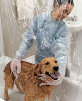 /album/petspa/bano-perros-jpg/