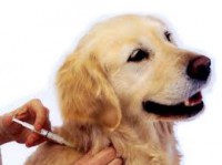 /album/petspa/descarga-jpg/