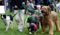 /album/petspa/pasear-varios-perros-jpg/