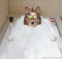 /album/petspa/spa-para-perros-jpg/